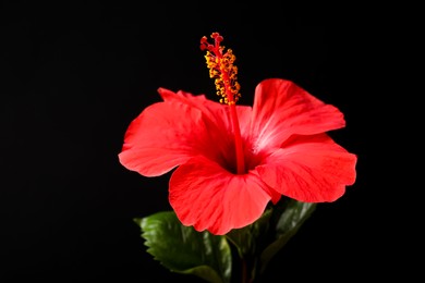 Photo of Beautiful red hibiscus flower on black background, closeup