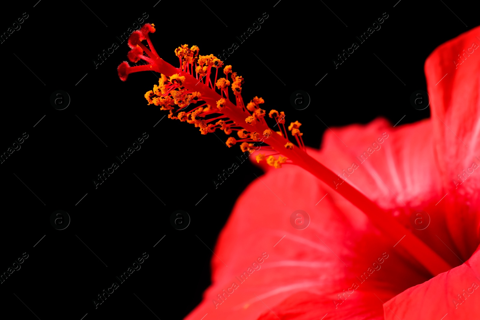 Beautiful red hibiscus flower on black background, closeup. Space for text Photo of Beautiful red hibiscus flower on black background, closeup. Space for text
