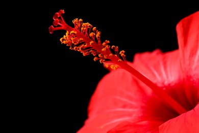 Photo of Beautiful red hibiscus flower on black background, closeup. Space for text