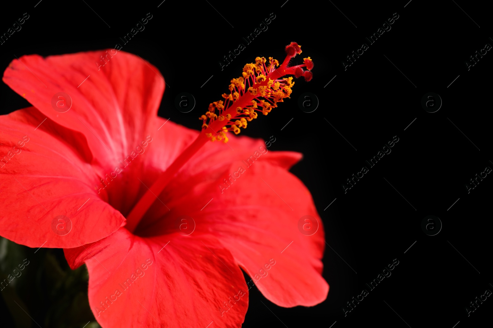 Beautiful red hibiscus flower on black background, closeup. Space for text Photo of Beautiful red hibiscus flower on black background, closeup. Space for text