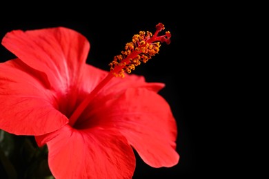 Photo of Beautiful red hibiscus flower on black background, closeup. Space for text