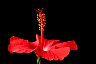 Photo of Beautiful red hibiscus flower on black background, closeup. Space for text