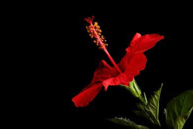 Photo of Beautiful red hibiscus flower on black background, closeup. Space for text