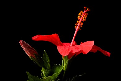 Photo of Beautiful red hibiscus flower on black background, closeup