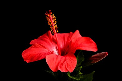 Photo of Beautiful red hibiscus flower on black background, closeup