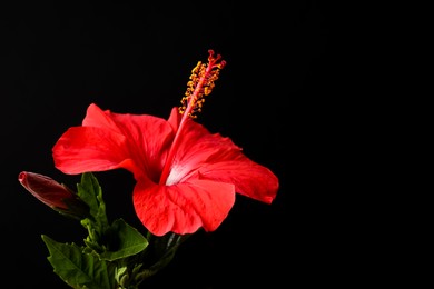 Photo of Beautiful red hibiscus flower on black background, closeup. Space for text