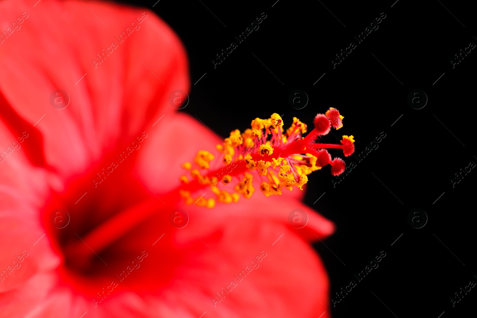 Beautiful red hibiscus flower on black background, closeup Photo of Beautiful red hibiscus flower on black background, closeup