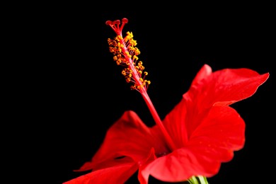 Photo of Beautiful red hibiscus flower on black background, closeup. Space for text