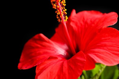 Photo of Beautiful red hibiscus flower on black background, closeup