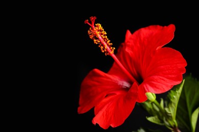 Photo of Beautiful red hibiscus flower on black background, closeup. Space for text