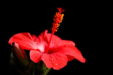 Photo of Beautiful red hibiscus flower on black background, closeup. Space for text