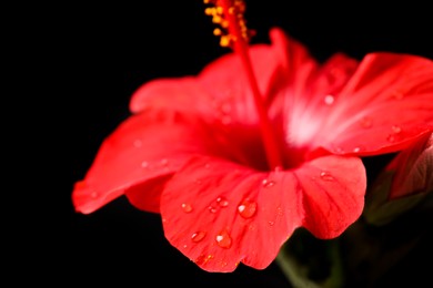 Photo of Beautiful red hibiscus flower on black background, closeup
