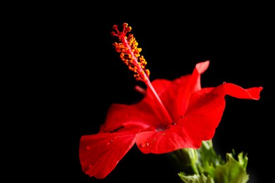 Photo of Beautiful red hibiscus flower on black background, closeup. Space for text
