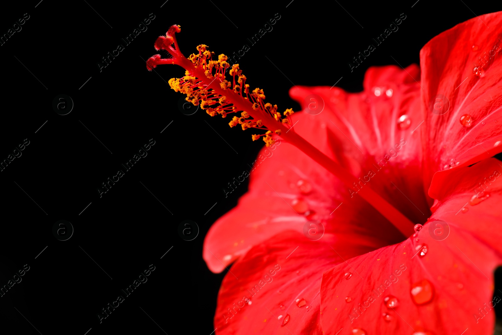 Photo of Beautiful red hibiscus flower on black background, closeup. Space for text