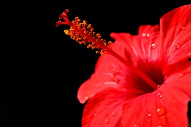 Photo of Beautiful red hibiscus flower on black background, closeup. Space for text