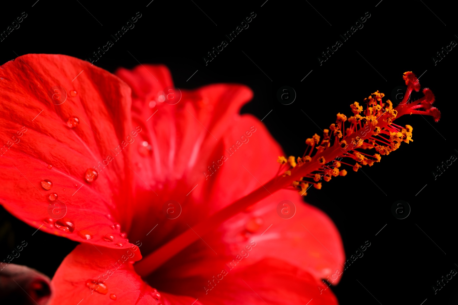 Photo of Beautiful red hibiscus flower on black background, closeup