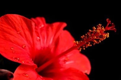 Photo of Beautiful red hibiscus flower on black background, closeup