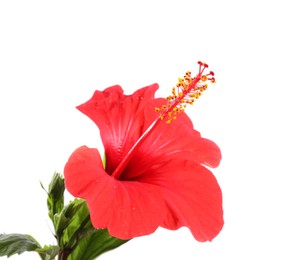 Photo of Beautiful red hibiscus flower isolated on white