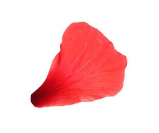 Photo of Petal of red hibiscus flower isolated on white