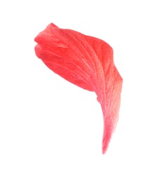 Photo of Petal of red hibiscus flower isolated on white