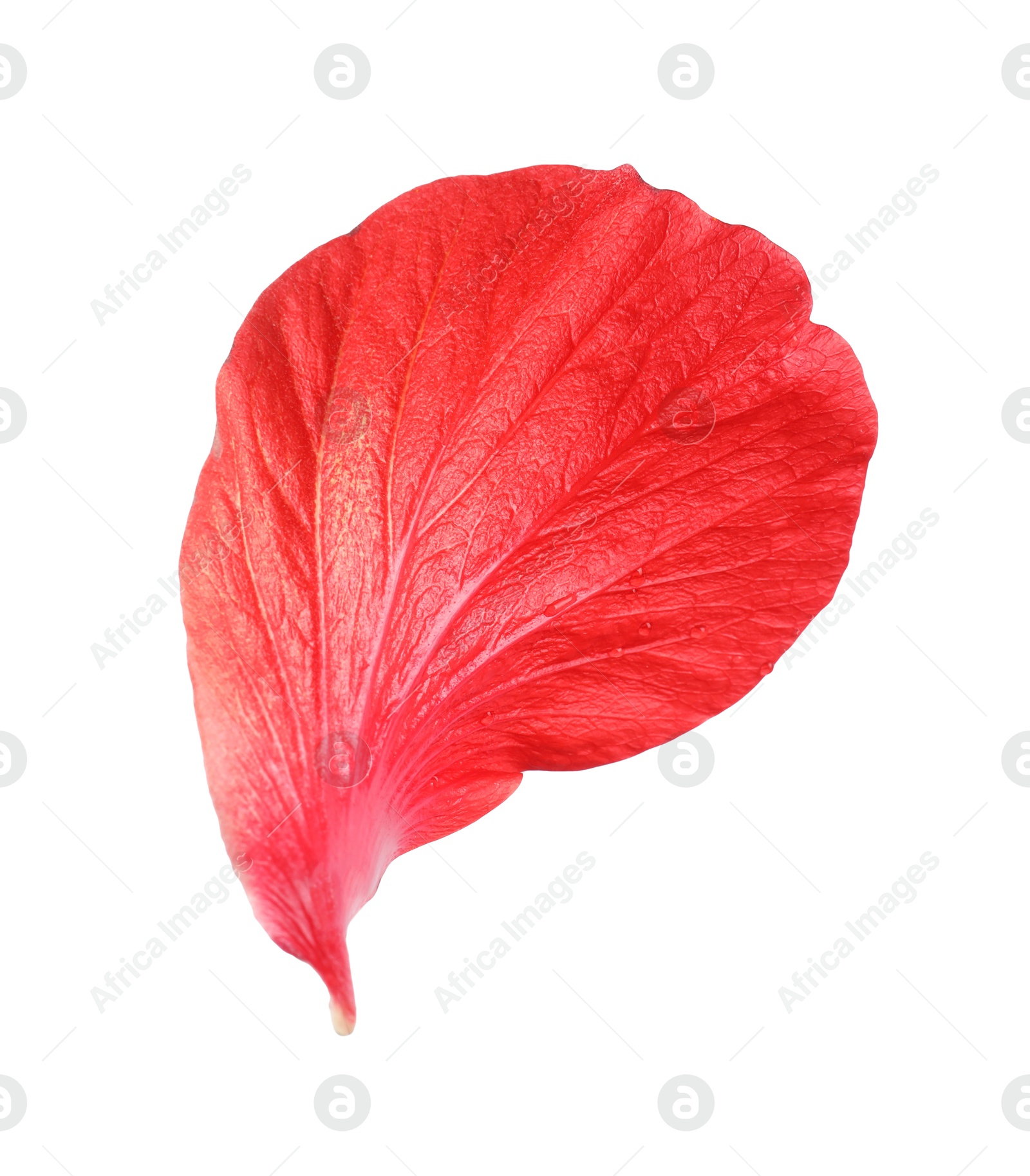 Photo of Petal of red hibiscus flower isolated on white