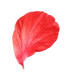Photo of Petal of red hibiscus flower isolated on white