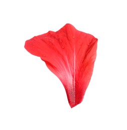 Photo of Petal of red hibiscus flower isolated on white