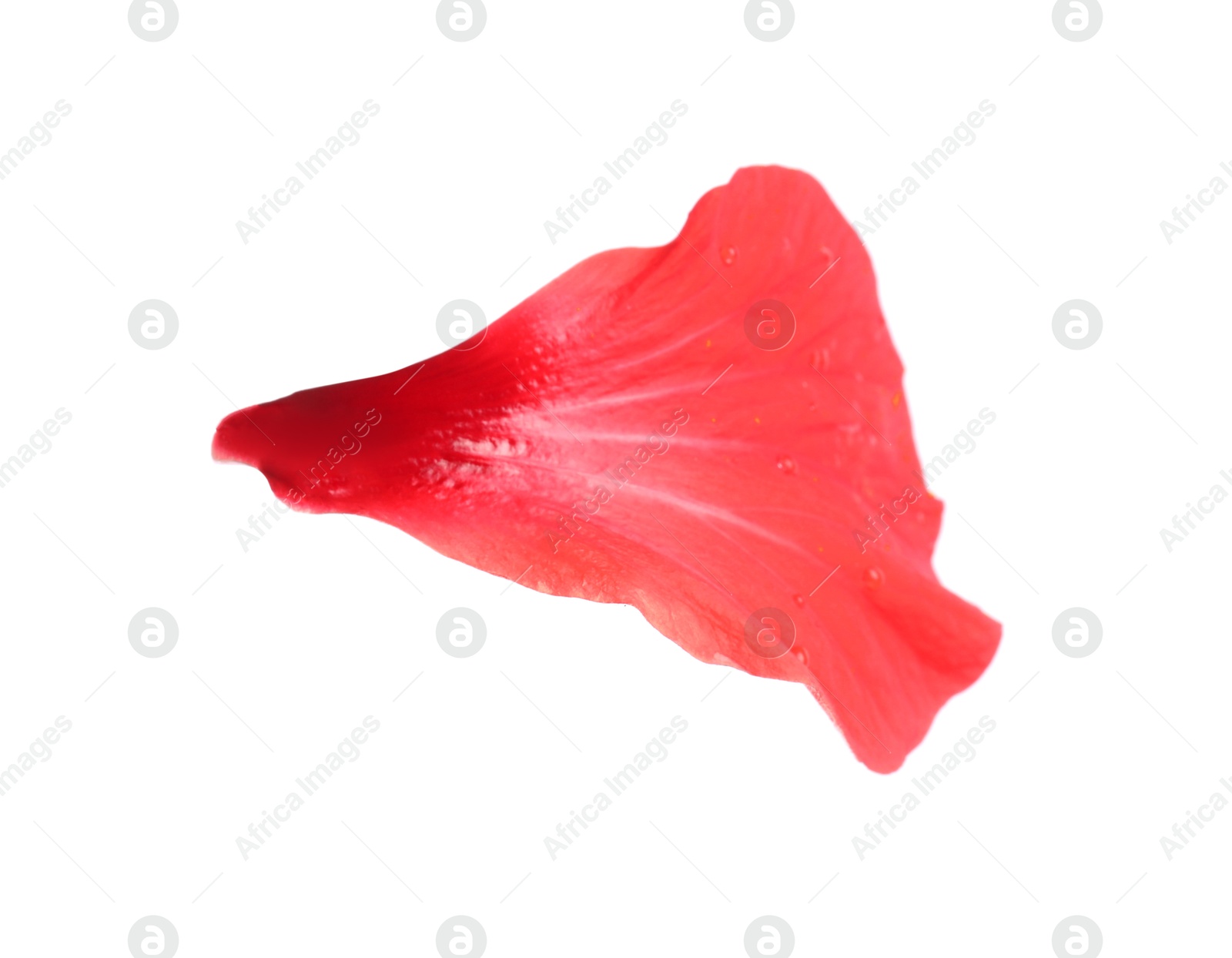 Petal of red hibiscus flower isolated on white Photo of Petal of red hibiscus flower isolated on white