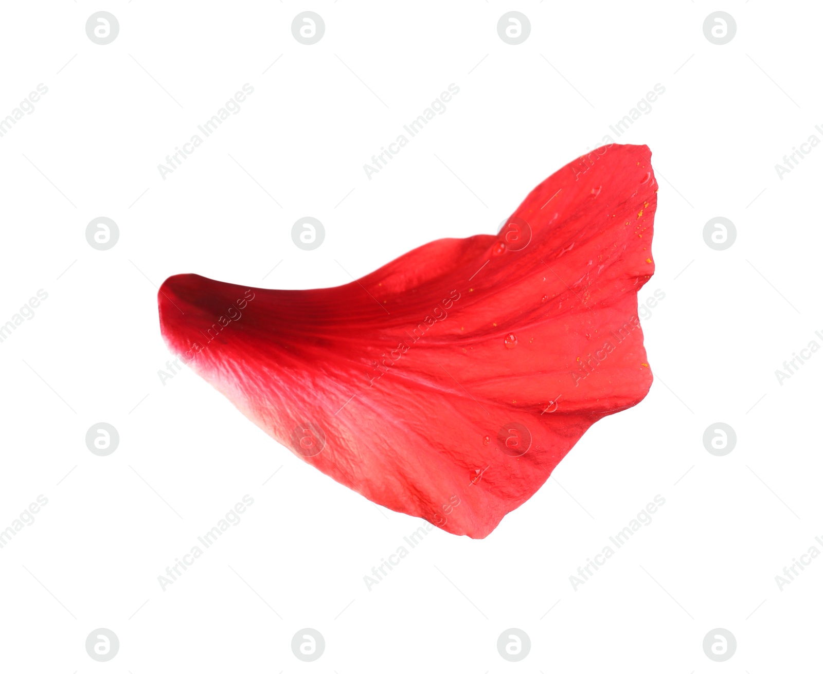 Petal of red hibiscus flower isolated on white Photo of Petal of red hibiscus flower isolated on white