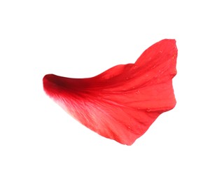 Photo of Petal of red hibiscus flower isolated on white