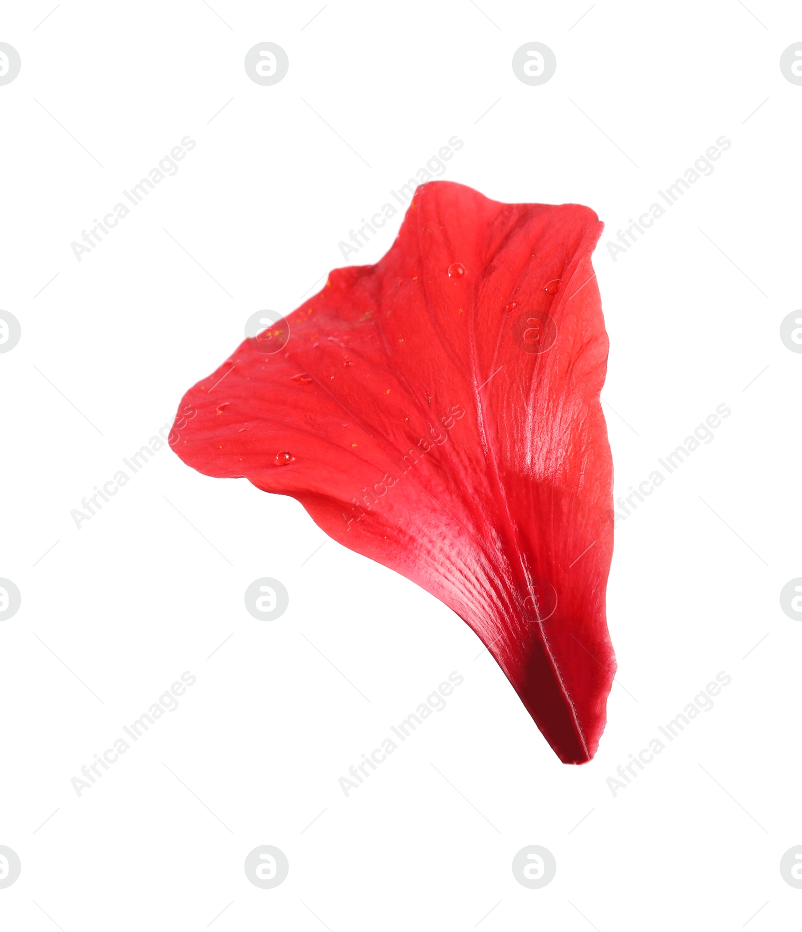 Petal of red hibiscus flower isolated on white Photo of Petal of red hibiscus flower isolated on white