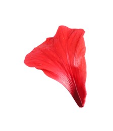 Photo of Petal of red hibiscus flower isolated on white