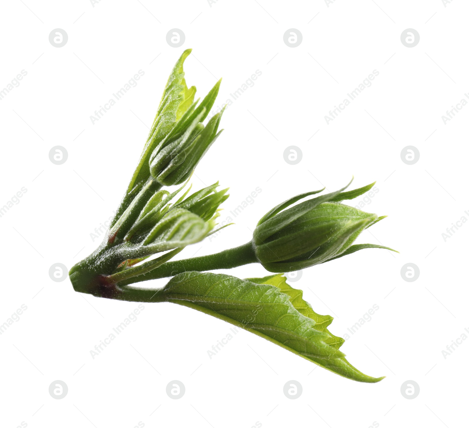 Bud and leaves of hibiscus plant isolated on white Photo of Bud and leaves of hibiscus plant isolated on white