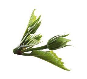 Photo of Bud and leaves of hibiscus plant isolated on white
