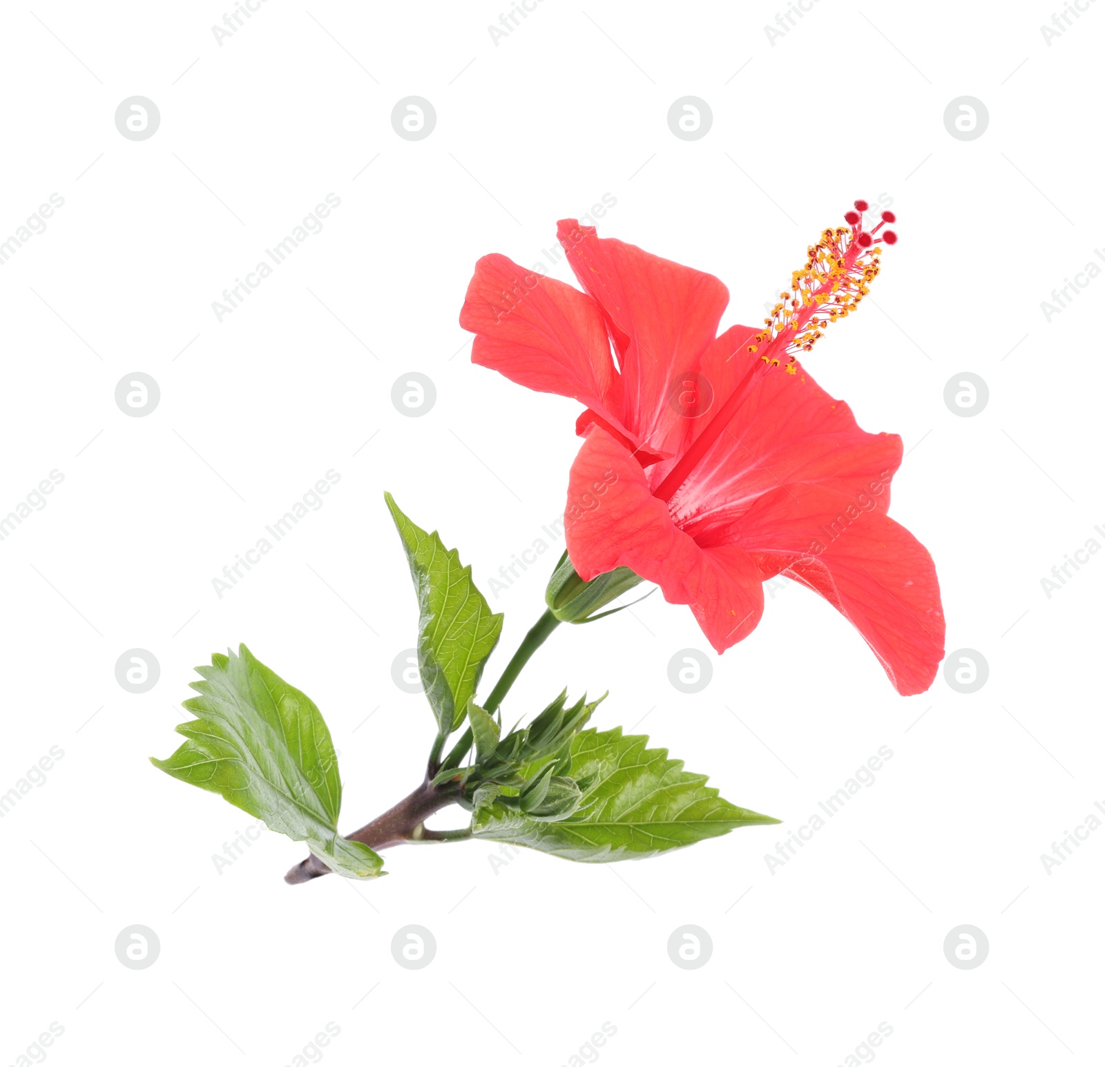 Beautiful red hibiscus flower with leaves isolated on white Photo of Beautiful red hibiscus flower with leaves isolated on white