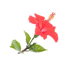 Photo of Beautiful red hibiscus flower with leaves isolated on white