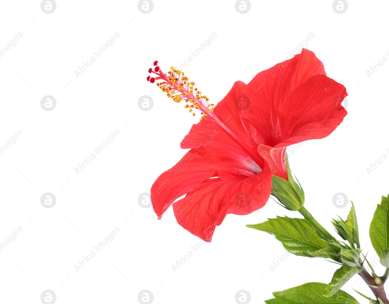 Beautiful red hibiscus flower with leaves isolated on white Photo of Beautiful red hibiscus flower with leaves isolated on white