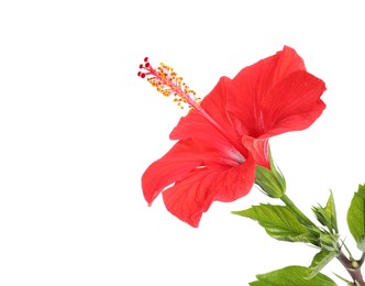Photo of Beautiful red hibiscus flower with leaves isolated on white