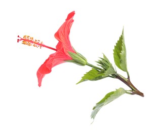 Photo of Beautiful red hibiscus flower with leaves isolated on white