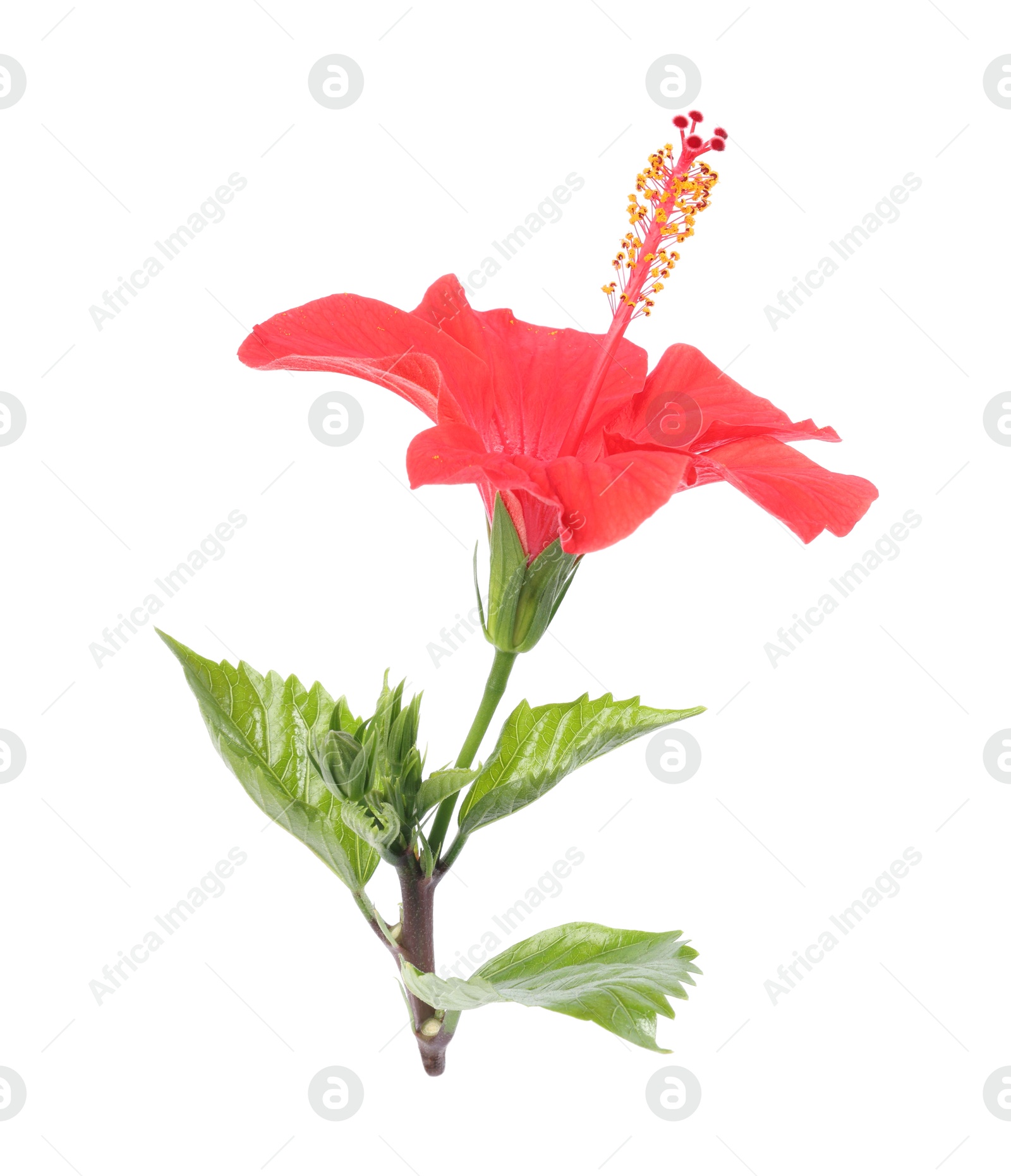 Photo of Beautiful red hibiscus flower with leaves isolated on white
