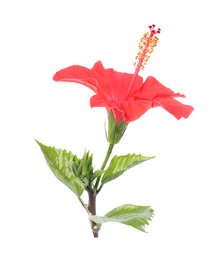 Photo of Beautiful red hibiscus flower with leaves isolated on white