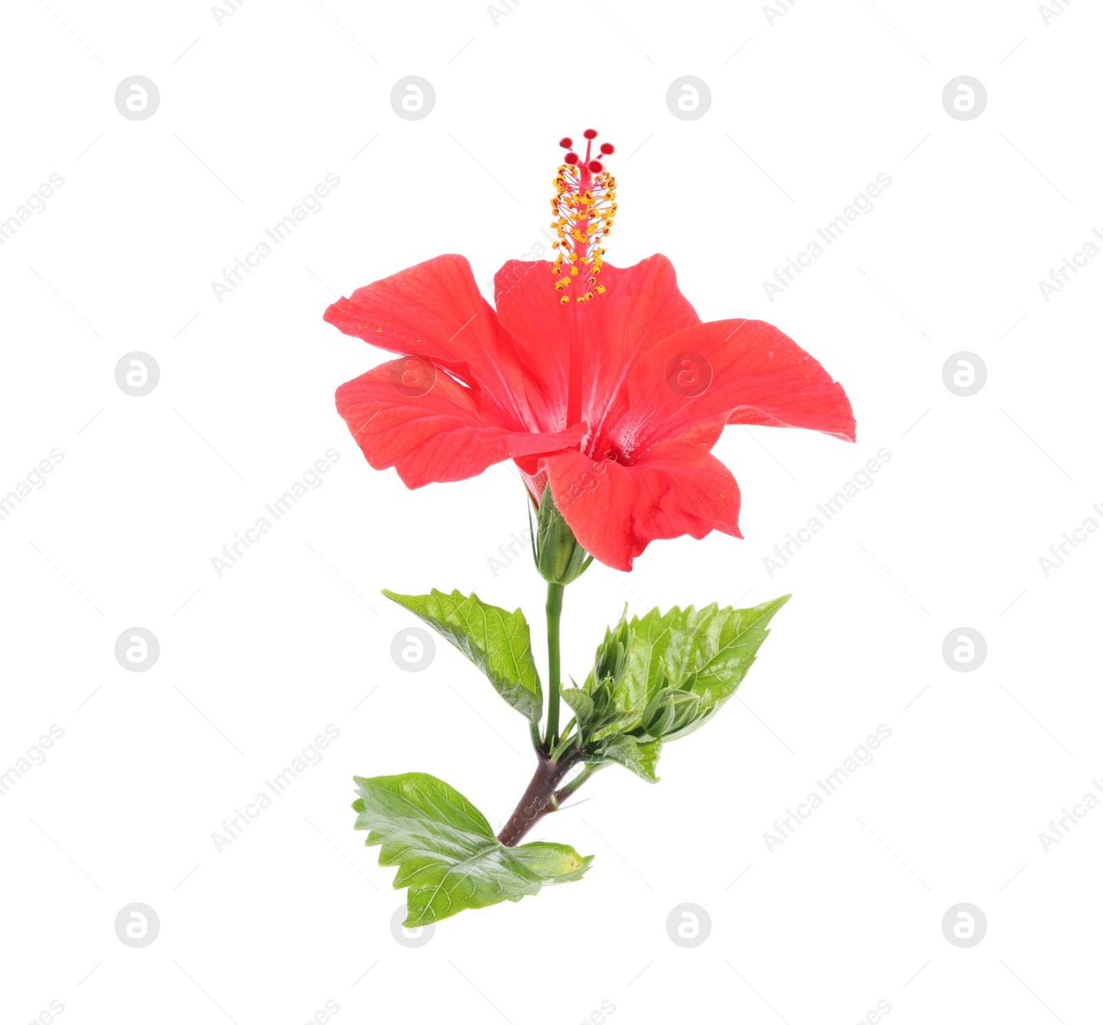 Beautiful red hibiscus flower with leaves isolated on white Photo of Beautiful red hibiscus flower with leaves isolated on white