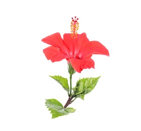 Photo of Beautiful red hibiscus flower with leaves isolated on white