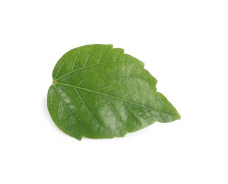 Photo of Leaf of hibiscus plant isolated on white