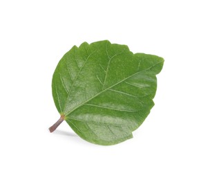 Photo of Leaf of hibiscus plant isolated on white