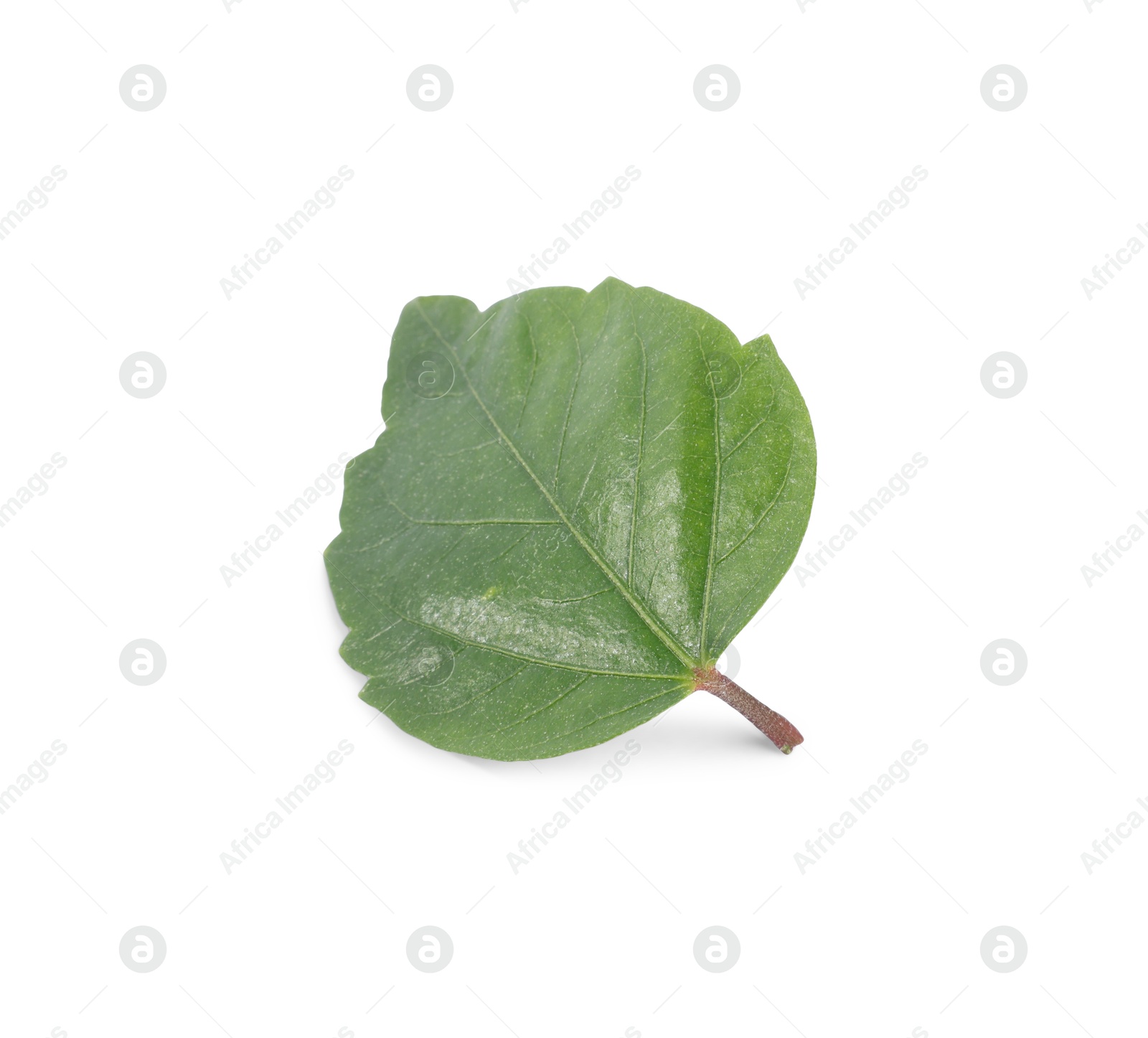 Leaf of hibiscus plant isolated on white Photo of Leaf of hibiscus plant isolated on white