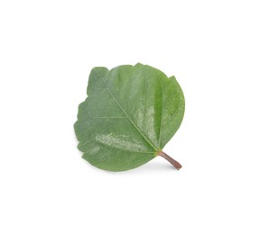 Photo of Leaf of hibiscus plant isolated on white