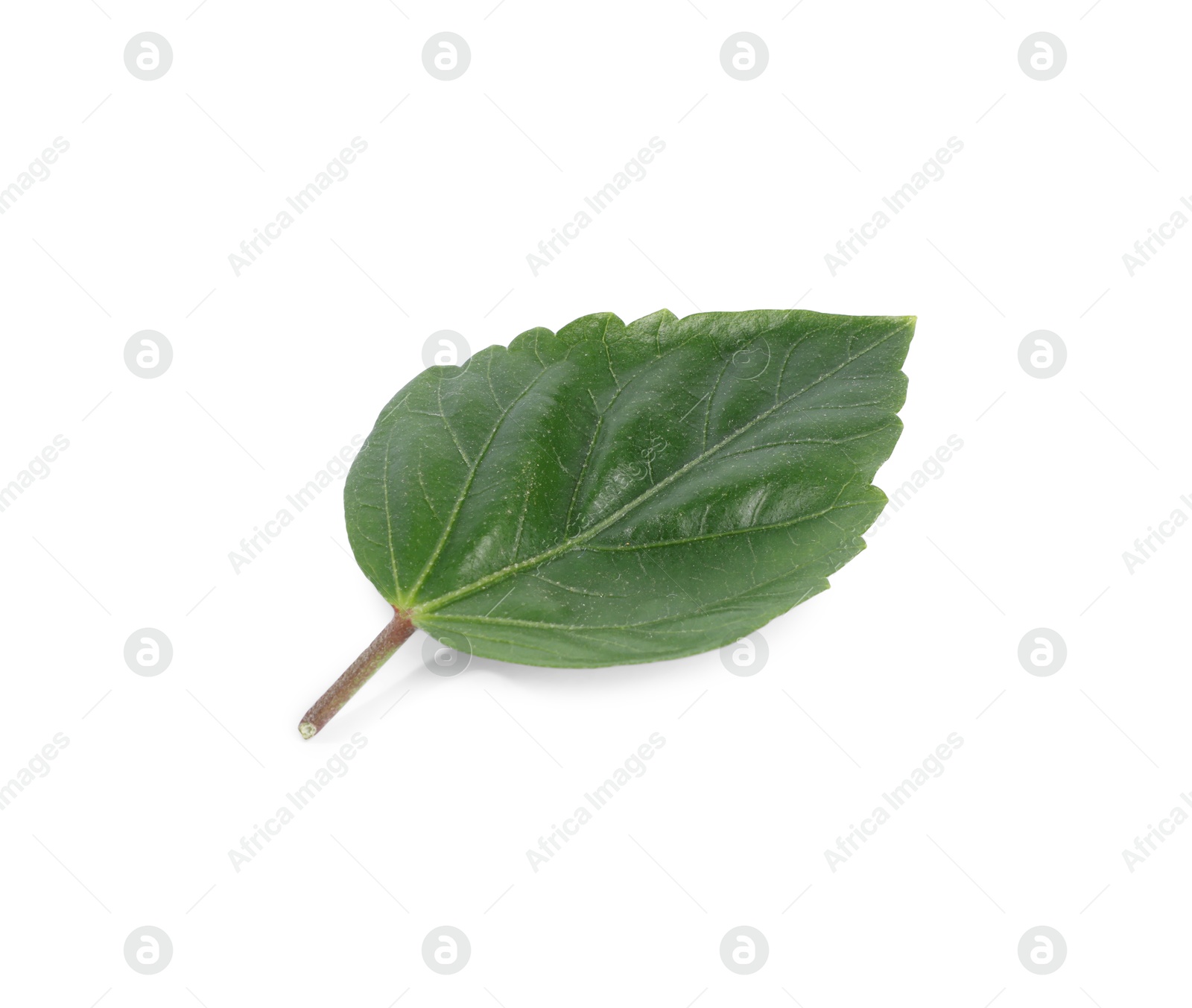 Photo of Leaf of hibiscus plant isolated on white