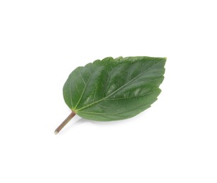 Photo of Leaf of hibiscus plant isolated on white