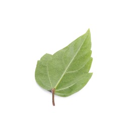 Photo of Leaf of hibiscus plant isolated on white